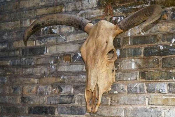 Cowhide wall decor ideas