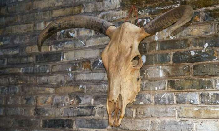 Cowhide wall decor ideas