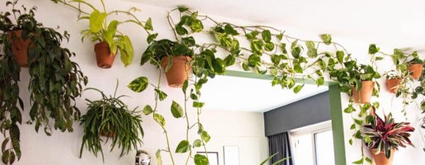 Hanging plant wall decor