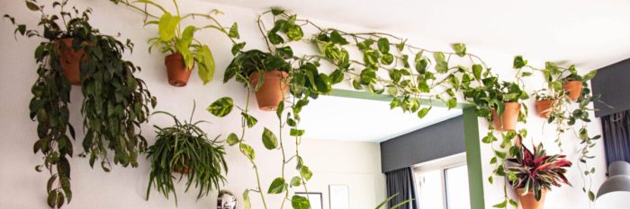 Hanging plant wall decor